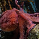 A moving visit to the Monterey Bay Aquarium – Monterey Herald