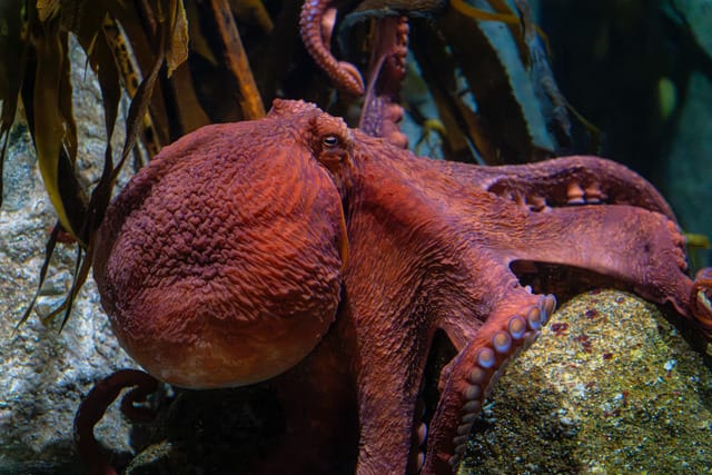 A moving visit to the Monterey Bay Aquarium – Monterey Herald