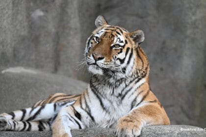 Malena, the Amur tiger dies at Brookfield Zoo Chicago; first in North America to undergo a successful total hip replacement
