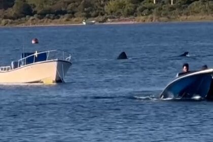 VIDEO: Massive 20-foot shark sighting in Rhode Island pond stuns harbor diners