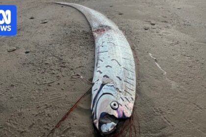 Elusive oarfish found at Ocean Beach on Tasmania’s rugged west coast