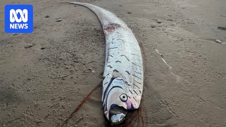 Elusive oarfish found at Ocean Beach on Tasmania’s rugged west coast