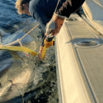 Largest-recorded great white shark in Atlantic tracked off North Carolina’s Outer Banks
