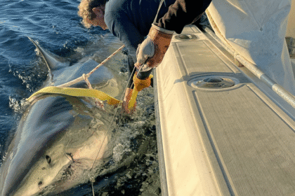 Largest-recorded great white shark in Atlantic tracked off North Carolina’s Outer Banks