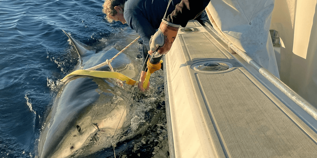 Largest-recorded great white shark in Atlantic tracked off North Carolina’s Outer Banks Largest-recorded great white shark in Atlantic tracked off North Carolina’s Outer Banks