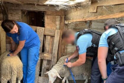 face aux abattages clandestins, la traque des bouchers de l’ombre