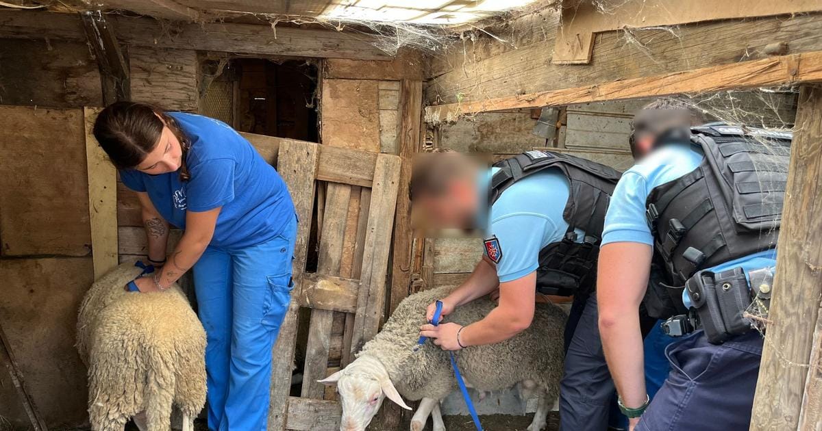 face aux abattages clandestins, la traque des bouchers de l’ombre