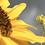 Bee attack in southern France leaves 3 hospitalized, 24 injured – National