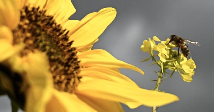 Bee attack in southern France leaves 3 hospitalized, 24 injured – National