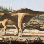 New ‘sail-backed’ dinosaur named after Dame Ellen MacArthur