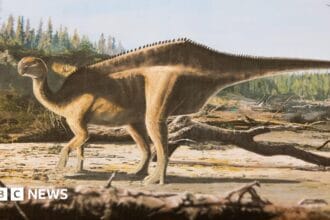 New ‘sail-backed’ dinosaur named after Dame Ellen MacArthur