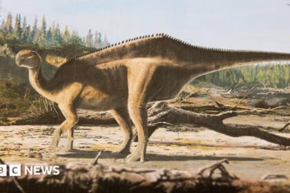 New ‘sail-backed’ dinosaur named after Dame Ellen MacArthur