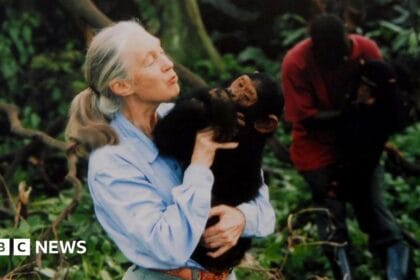 Jane Goodall, chimpanzee expert and animal rights campaigner, dies age 91 – follow live