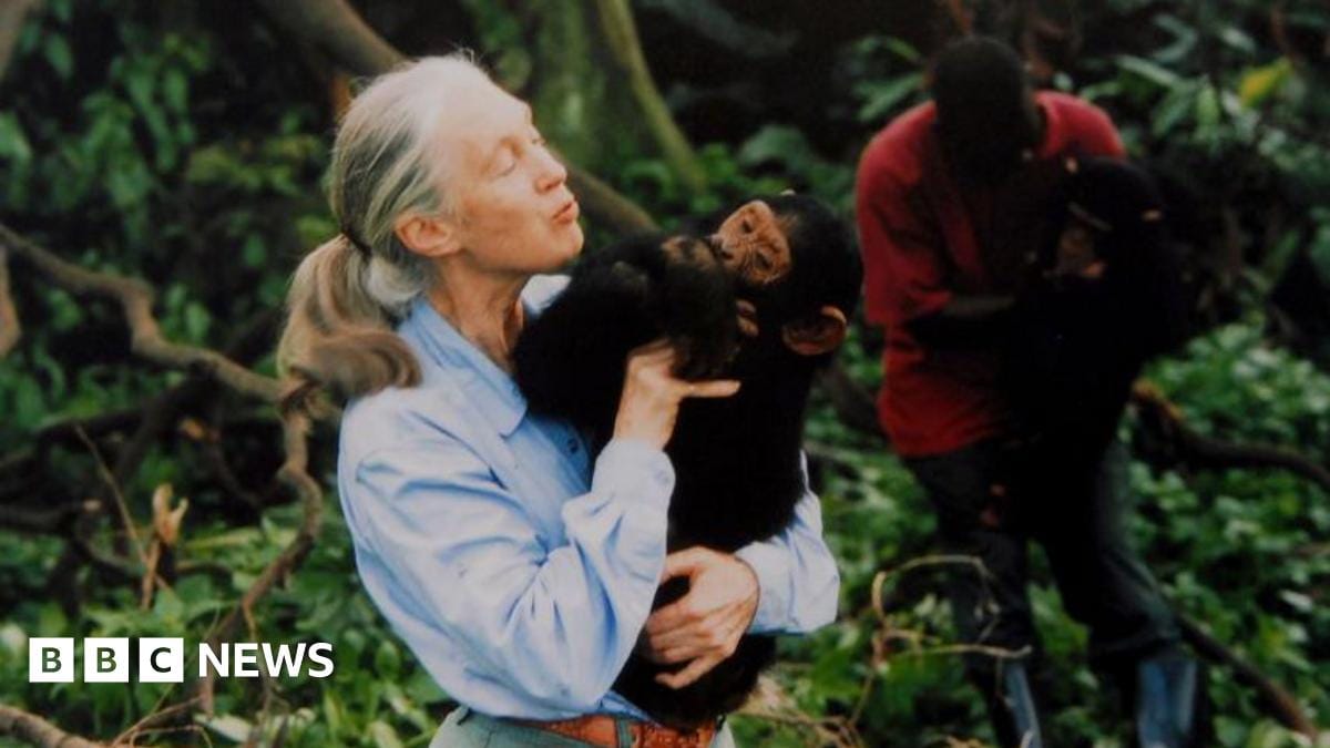 Jane Goodall, chimpanzee expert and animal rights campaigner, dies age 91 – follow live Jane Goodall, chimpanzee expert and animal rights campaigner, dies age 91 – follow live