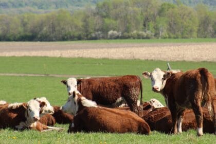 Why are beef prices going up? What to know as politicians beef over cattle production