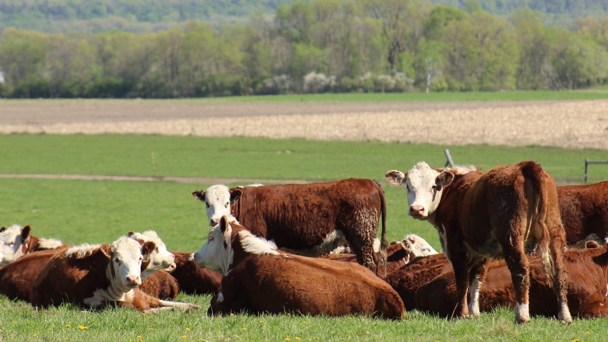Why are beef prices going up? What to know as politicians beef over cattle production