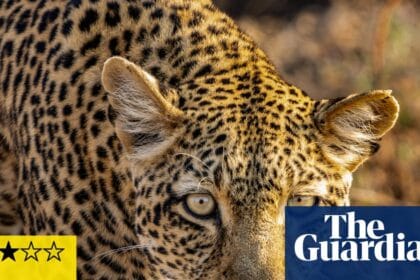 Kingdom review – David Attenborough never fails to make nature awe-inspiring | Nature documentaries