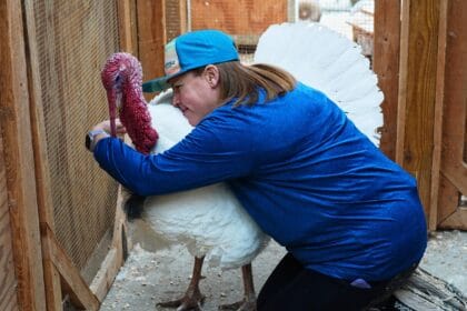 Turkey ‘adoptions’ growing as a Thanksgiving alternative