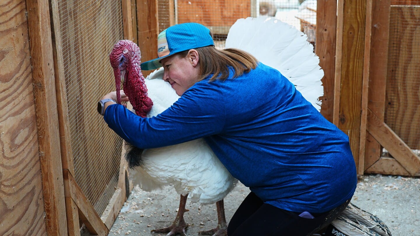 Turkey ‘adoptions’ growing as a Thanksgiving alternative