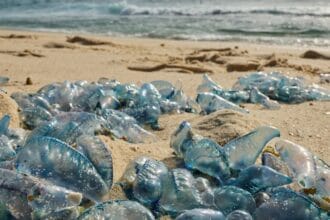 Bluebottles turning up across Australian beaches