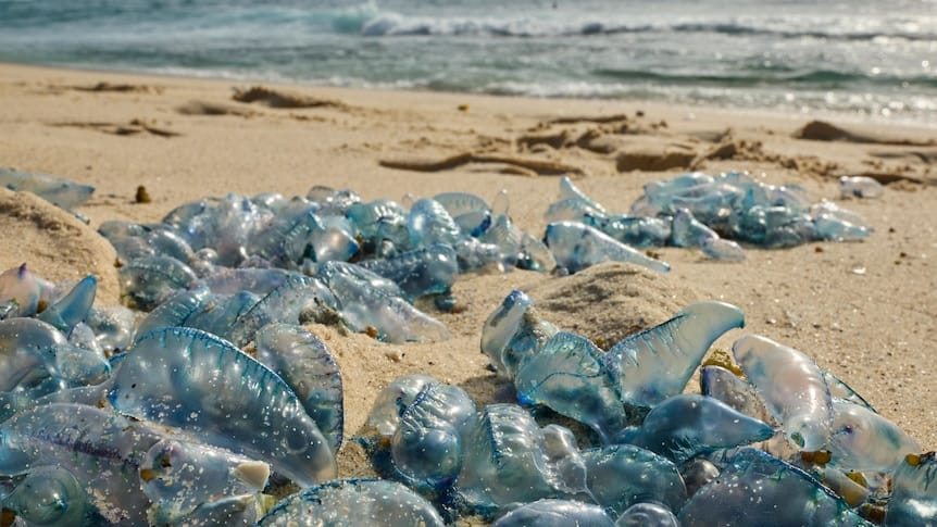 Bluebottles turning up across Australian beaches