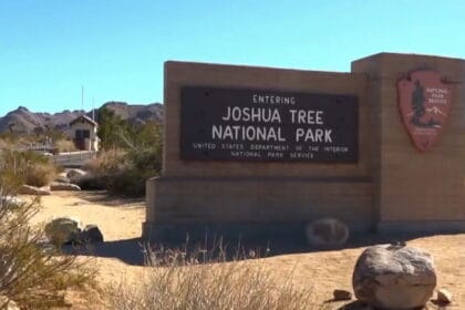 Joshua Tree National Park sees surge of visitors over Thanksgiving weekend
