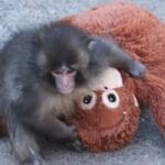 Punch the monkey’s stuffed orangutan from Ikea sold out in stores – National