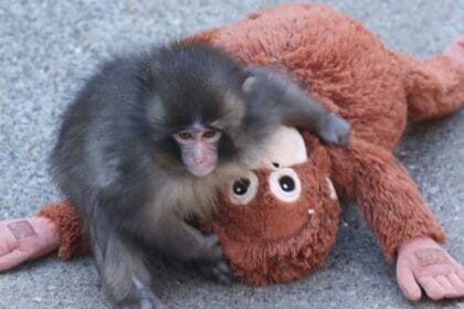 Punch the monkey’s stuffed orangutan from Ikea sold out in stores – National