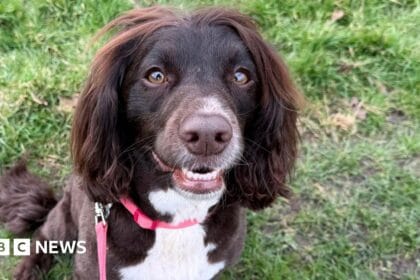 Designer dog crossbreeds show more ‘undesirable’ behaviours, vets say