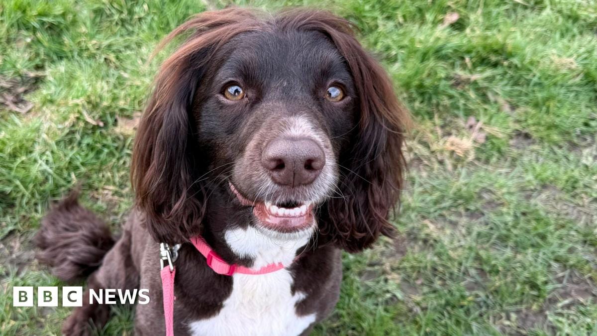 Designer dog crossbreeds show more ‘undesirable’ behaviours, vets say