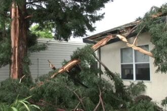 Santa Rosa tree explodes after lightning strike
