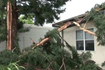 Santa Rosa tree explodes after lightning strike
