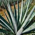 Agave industry gains momentum as growers explore potential of spiky succulent beyond spirits