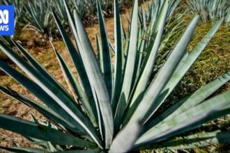 Agave industry gains momentum as growers explore potential of spiky succulent beyond spirits