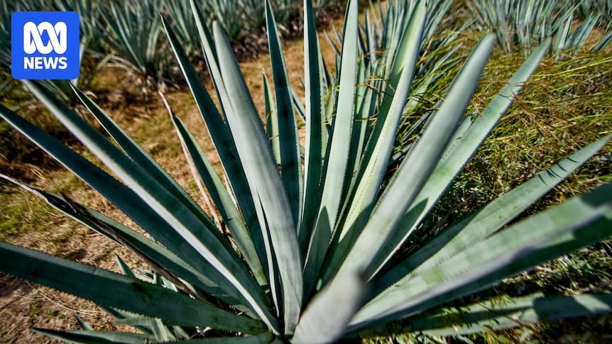Agave industry gains momentum as growers explore potential of spiky succulent beyond spirits Agave industry gains momentum as growers explore potential of spiky succulent beyond spirits