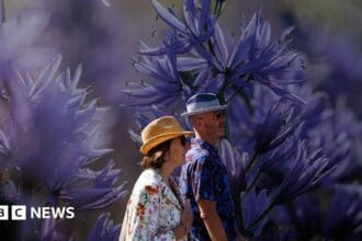 RHS Chelsea: The gardens that live on beyond the flower show