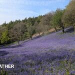 Temperatures to fall this week after the bank holiday