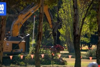 Trees razed as North Adelaide golf course redevelopment gets underway