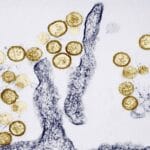 What is hantavirus and how does it spread?