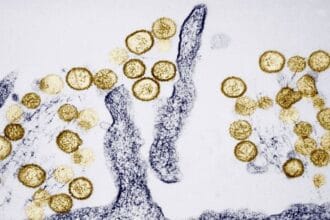 What is hantavirus and how does it spread?
