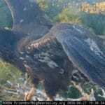 Big Bear eaglet ‘Sandy’ takes her first flight after steep fall from tree – San Bernardino Sun