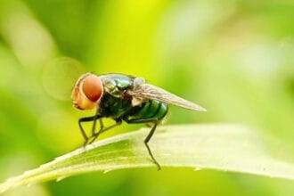 Flesh-eating screwworm detected 25 miles from U.S. border, USDA says
