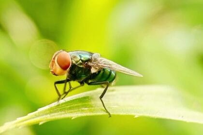 Flesh-eating screwworm detected 25 miles from U.S. border, USDA says