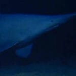 Goblin shark filmed in its native habitat for the first time