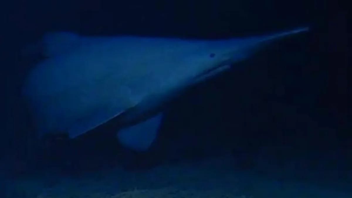 Goblin shark filmed in its native habitat for the first time Goblin shark filmed in its native habitat for the first time