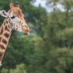 West Midlands Safari Park honours oldest giraffe after death