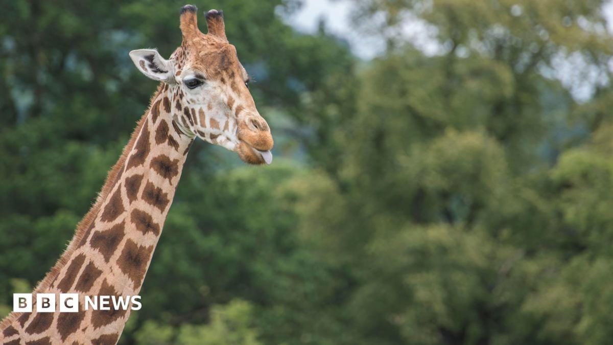 West Midlands Safari Park honours oldest giraffe after death